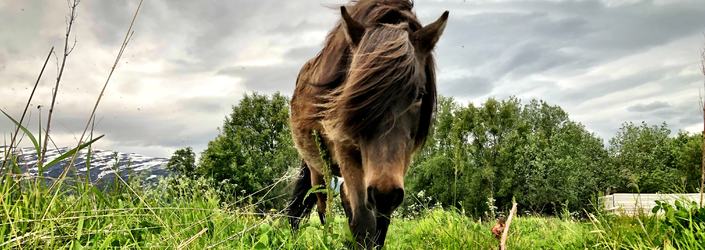 Hest på beite