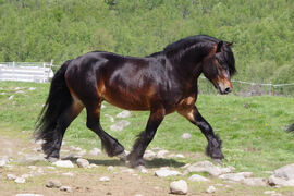 Stjerne Gut i Sikkilsdalen i 2019.