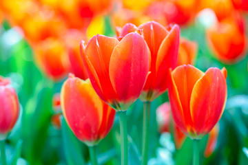 bsTulip-Garden292583644-360