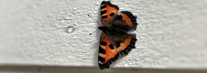 Sommerfugl