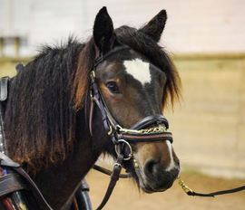 Lykkes Aya er til salgs.