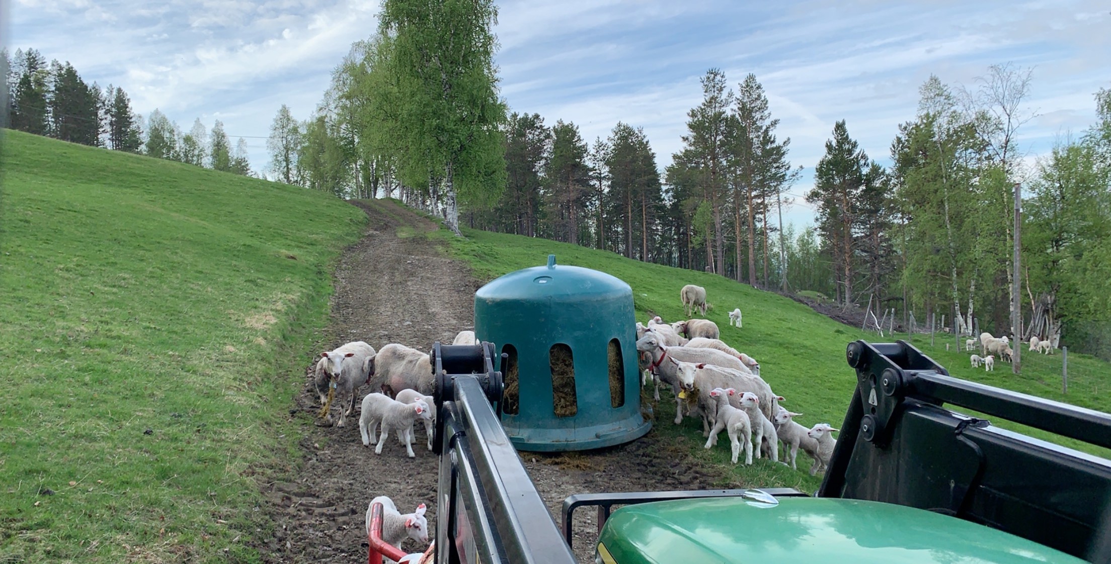 mat til lammene