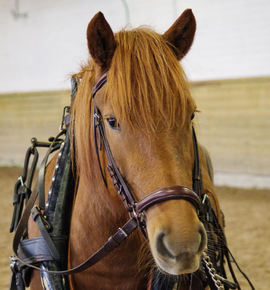 Du kan nå bli den heldige eier av Starums Luna!