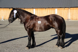 Dølahesten Rassin under utstillinga på Stav i september. Foto: Runa Bjone