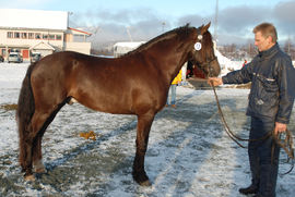 Bork Odin under kåringa i 2008, da hingsten var tre år.