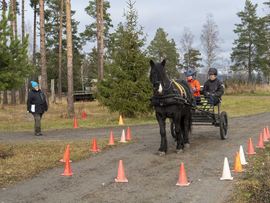 Fra kuskeprøve på Starum høsten 2019.