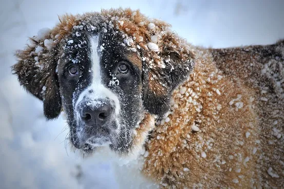 hund snø