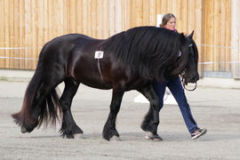 Fra hingsteutstillinga på Stav i 2019.