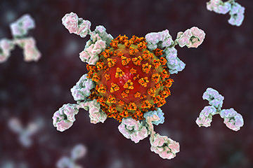bs-Antibodies-Attack-virus-359824114-360