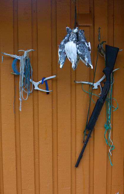 Jakt på Sørøya - foto: Anne Olsen-Ryum