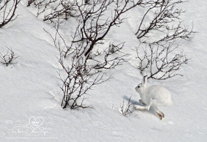 Hare - foto: Anne Olsen-Ryum