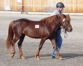 Nileas Månevind (e. Bjørkemåne, u. Forbrigds Nilea) spiss i treårsklassen på Stav i 2019. Oppdretter og eier er Oda T. Hovrud.
