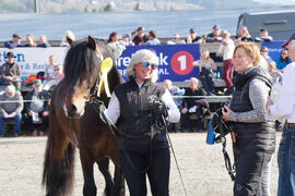 Vårens ekstraordinære kåring for dølahingster skal avholdes uten publikum. Bildet er fra hingsteutstillinga på Stav i 2019.