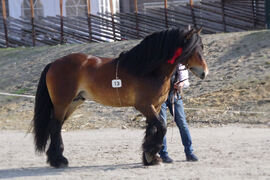 Sellands Even under hingstekåringa på Stav i 2019.
