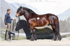 Spjotums Lunar skal tilbringe sommeren i Sikkilsdalen. Foto: Katharina Sørensen