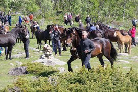 I fjor ble Horgen Tore sluppet i Prinsehamna (bildet), i år er det Tekno Jerken som skal regjere denne hamningen.