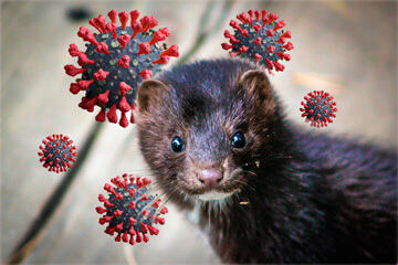 bs-Curious-Mink-Corona270845356-360