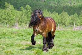 Sellands Even i Åkrehamna.