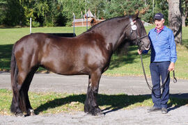Dølahoppa Hansine under utstillingen på Starum i 2018.
