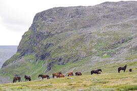 Den siste tiden har følget i Prinsehamna trukket opp til snaufjellet, der det er god og kraftig fjellkost. Det er mektige omgivelser de tilbringer sommeren i.