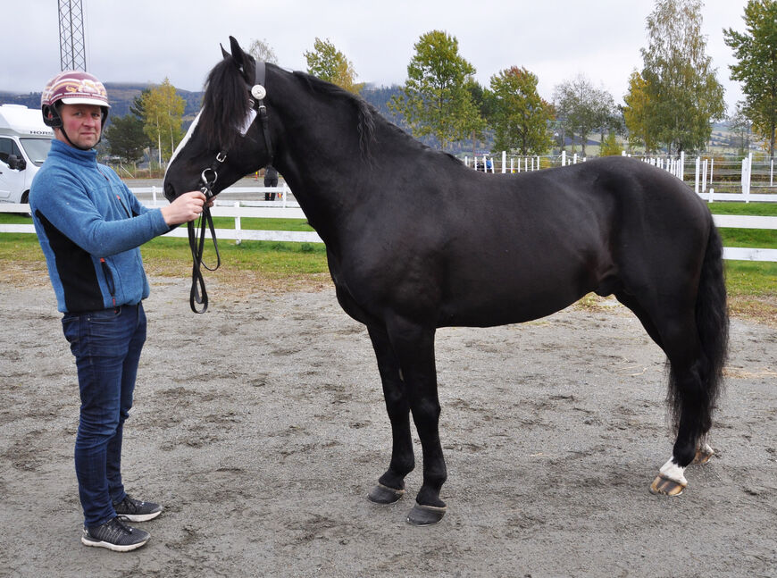 Møller Tor (e. Bork Odin, u. Linspika) ble kåret i 2019. Han ble stilt som I i kvalitet i sin klasse, i tillegg ble han dagens hest.