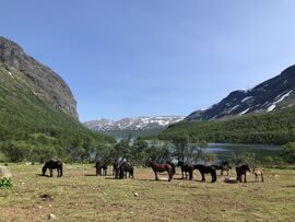 Spjotums Lunar hadde besøk av mange fine hopper i Bristol i sommer.