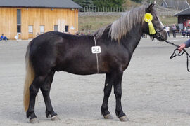 Nordlandshest/lyngshesten Forbrigds Rubin er gentestet for sølv (PMEL), og er ikke bærer. Dette framkommer nå når du søker opp hesten i systemet.