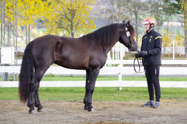 Grisle Odin G.L. ble både kåret, dagens hest og stilt som I i kvalitet under høstens kaldblodskåring på Biri.