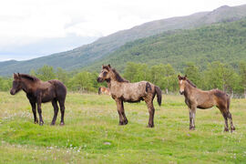 Tre fine resultater fra fjorårets sesong.