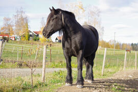 Tangen Svarta koser seg ute i høstsola, og til sommeren blir hun forhåpentligvis mor til et nytt dølahestføll.