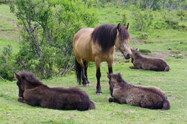 Hoppe og tre føll i Sikkilsdalen.