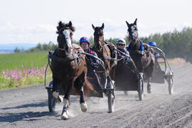 Norsk Hestesenter har fagskoleutdanningene ridelærer og travtrener.