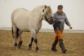 Klotstugus Oda fikk 2. premie på høstens utstilling på Starum, og har fått tildelt stamboknummer 17627F.