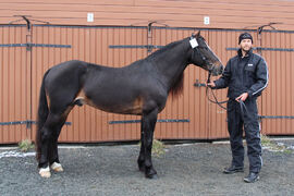 Lome Brage under hingstekåringa på Biri i 2013. Foto: Målfrid Vatne
