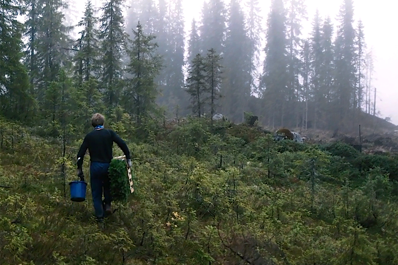 Thor Gotaas: Mannen som planter skog. Foto er skjermdump fra Ole Magnus Kinapel sin film med samme navn. Thor Gotaas: Mannen som planter skog. Foto er skjermdump fra Ole Magnus Kinapel sin film med samme navn.