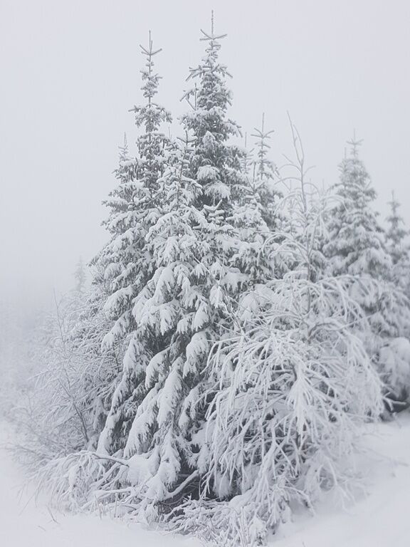 Snø i trær