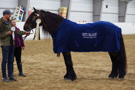 Dølahoppa Sølva fikk 1. premie, ble dagens voksne dølahest og dagens dølahest under utstillingen på Starum i 2020. Eier er Susanne N. Eriksen og oppdretter er Kjell Elvagjeng. Utstiller var Jan Tage Rustad Engh.