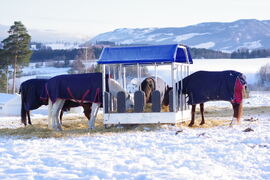 Hester som spiser ute.