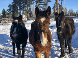 Meringa Sokken (t.v.), Meringa Tor og Elstad Aksar er nysgjerrige og sosiale fyrer. Tre unge dølahingster.