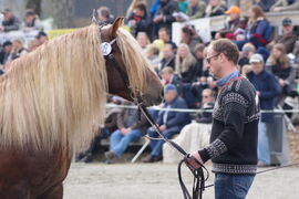 Svangstu Fardølen under hingsteutstillinga på Stav i 2019.