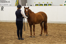 Nordlandshest/lyngshesten Fryd under utstillinga på Starum høsten 2020.
