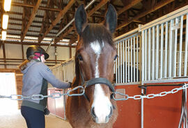 Meringa Tor syns det er helt fint å stå i stallgangen og få litt stell.