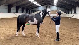 Hingsten Nordlys (engelsk fullblod) fikk 2. premie og ble stilt som I i kvalitet under helgas digitale utstilling. Foto: privat