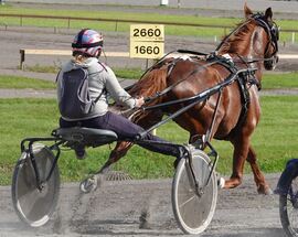 Eksempel på innsamling av data fra travhest: Hesten har fire sensorer plassert forskjellige steder på kroppen. En blåtann-antenne (festet på kuskens hjelm) mottar data fra sensorene, og i ryggsekken er det en liten PC med programvare som samler og behandler data fra sensorene. Foto: Anne Selvén Kallerud
