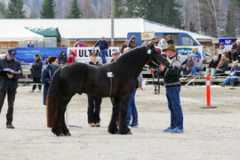 Fra hingsteutstillinga på Stav i 2018.