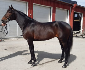 High Glider ble vurdert til middels avlsverdi under dagens ekstra avlsvurdering.