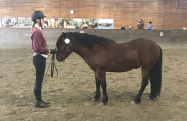 Skires Arvil ble kåret og stilt som I i kvalitet under helgas hingsteutstilling.