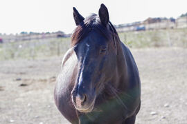 Lilill nyter vårsola, og vi gleder oss stort til å møte den lille firbeinte som bor i magen!