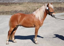 Sjåvoll Arian ble kåret og stilt som I i kvalitet. Hingsten er e. Solvolls Haakon, u. Lærdals Silva. Oppdretter er Gro Sølvi Sjåvoll og eier er Elisabeth Grimstad. Foto: Gudrun Bøhler