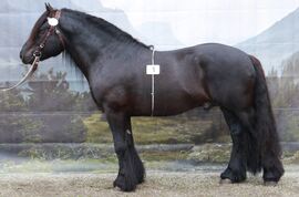 Midtgards Svarten fikk 1. premie og ble stilt som nummer I i kvalitet under årets hingsteutstilling for dølahest på Stav. Foto: Landslaget for Dølahest